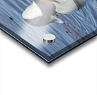 Bufflehead Acrylic print