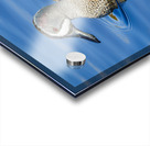 Blue-winged Teal  Acrylic print