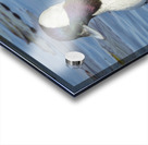 Bufflehead Acrylic print