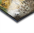That Leopard Stare Acrylic print