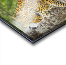That Leopard Stare II Acrylic print