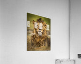 Proud King Acrylic Print