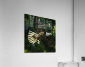 Bald Eagle - Dinner Delivery Impression acrylique