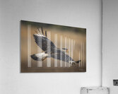 Crested Caracara - Outbound Acrylic Print