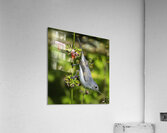 Blue gray Gnatcatcher - Itty Bitty Catch Acrylic Print
