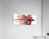 Scarlet Macaw  - GearUp Acrylic Print