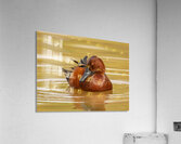 Cinnamon Teal Acrylic Print