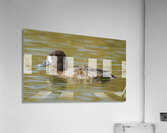 Female Scaup Acrylic Print