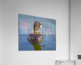 Lesser Scaup Acrylic Print