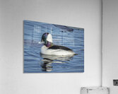 Bufflehead Acrylic Print