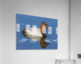 Canvasback Duck Acrylic Print