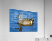 Blue-winged Teal  Acrylic Print