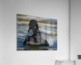 Lesser Scaup Acrylic Print