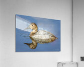 Canvasback Duck Acrylic Print