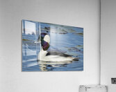 Bufflehead Acrylic Print