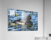 Lesser Scaup Acrylic Print