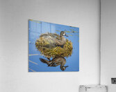 Blue-winged Teal Acrylic Print