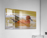 Cinnamon Teal Acrylic Print