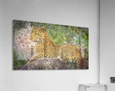 That Leopard Stare Acrylic Print