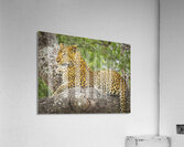 That Leopard Stare II Acrylic Print
