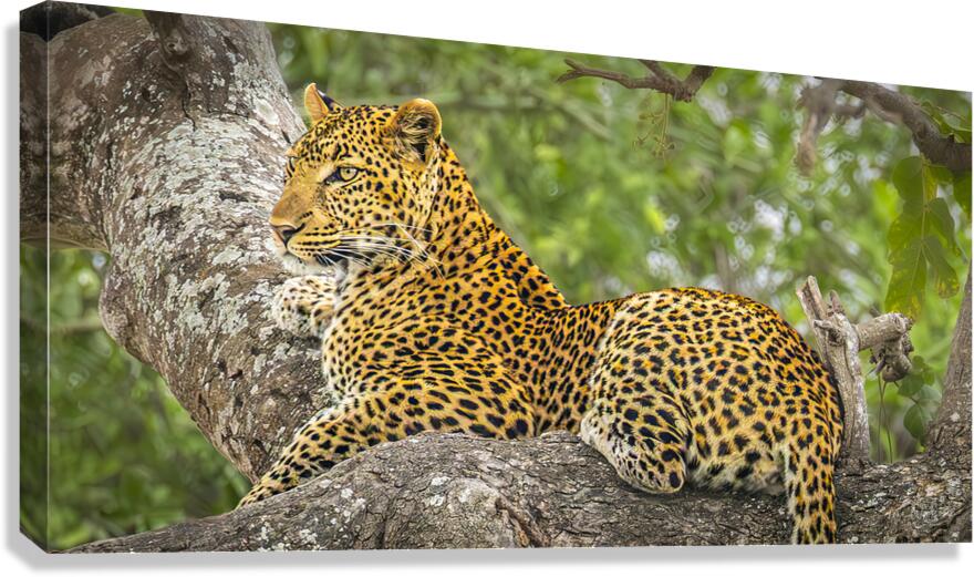 That Leopard Stare