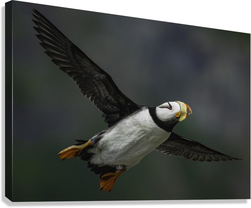 Horned Puffin - Easing On Down