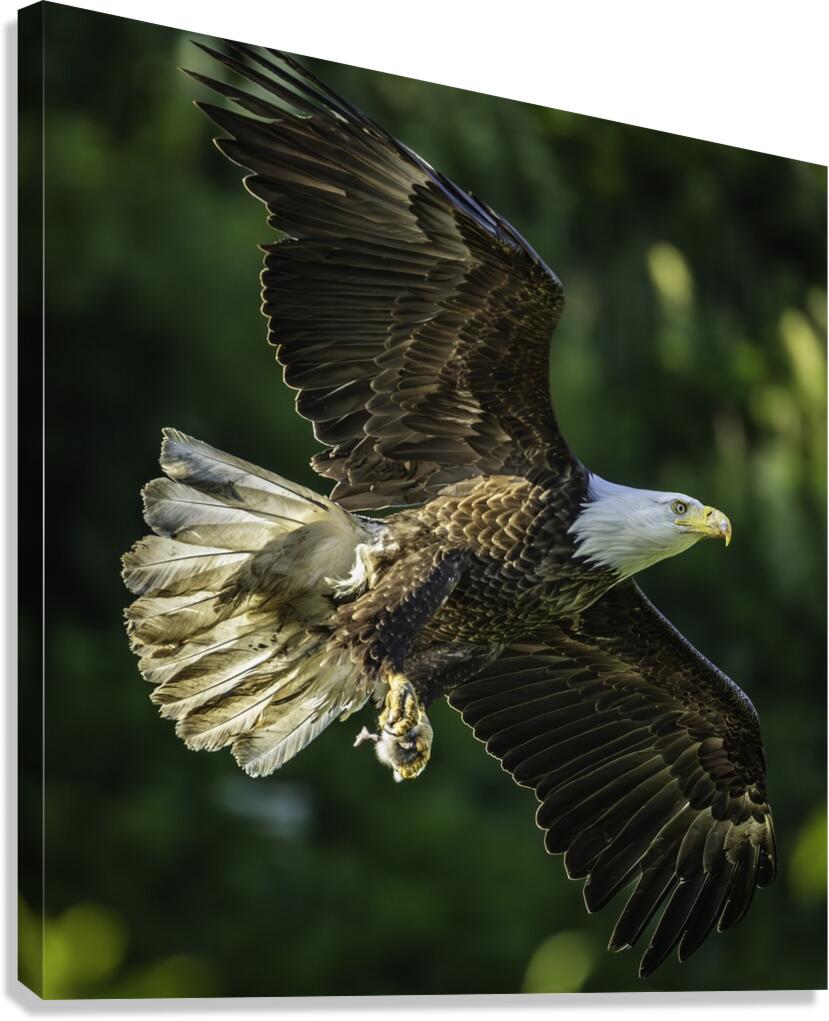 Bald Eagle - Dinner Delivery