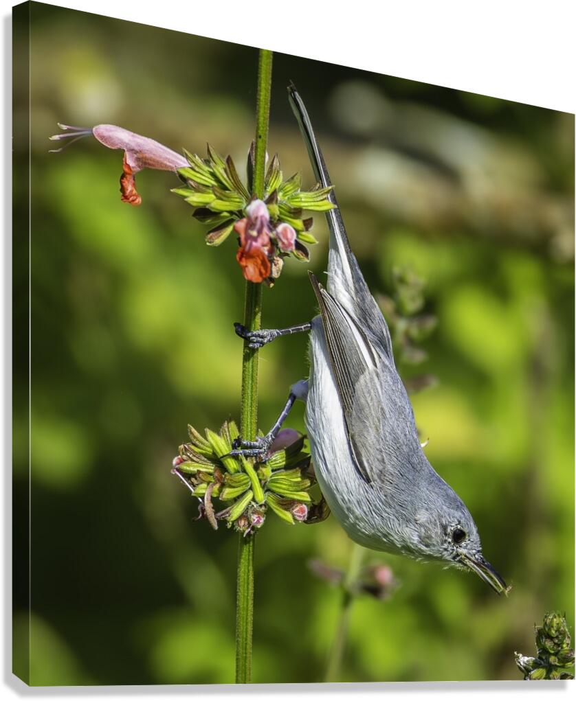 Blue gray Gnatcatcher - Itty Bitty Catch Canvas Print