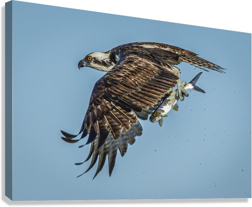 Osprey Breakfast - Fish