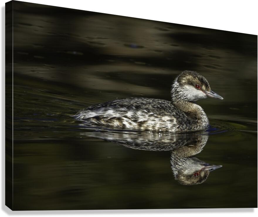 Horned Grebe - Sunning Canvas Print