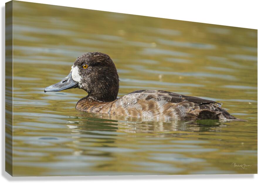 Female Scaup Canvas Print