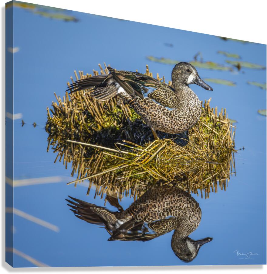 Blue-winged Teal Canvas Print