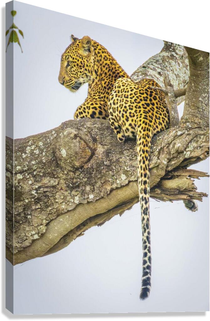Domain Dominator Canvas Print