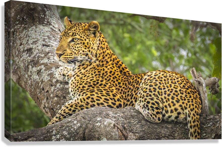 That Leopard Stare Canvas Print