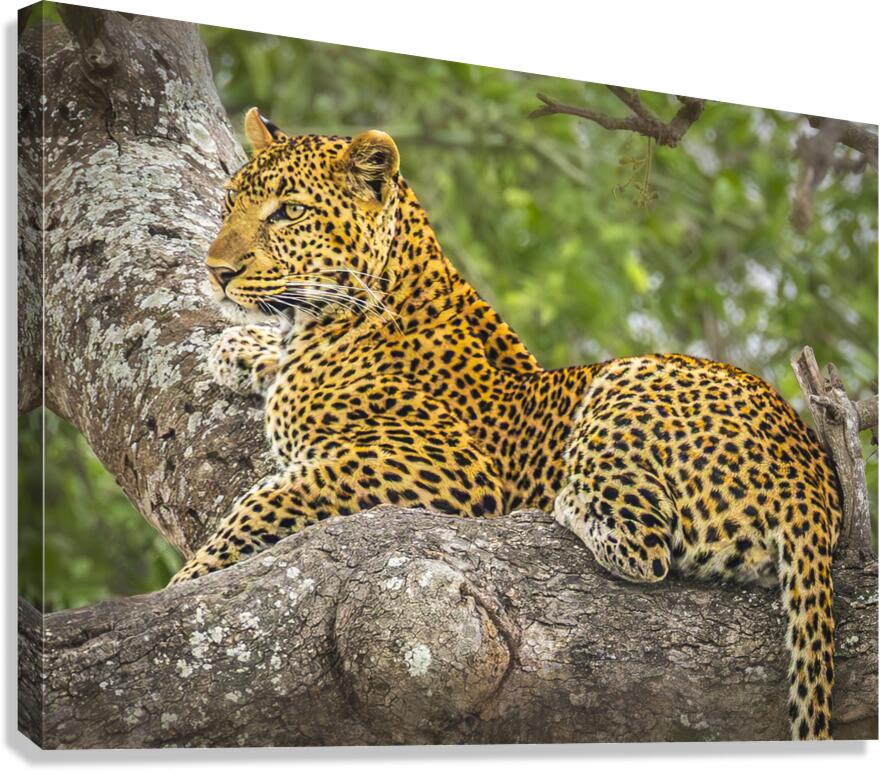 That Leopard Stare II Canvas Print