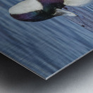 Bufflehead Metal print