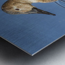 Canvasback Duck Metal print
