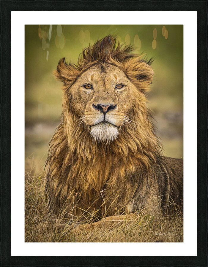 Proud King Picture Frame print