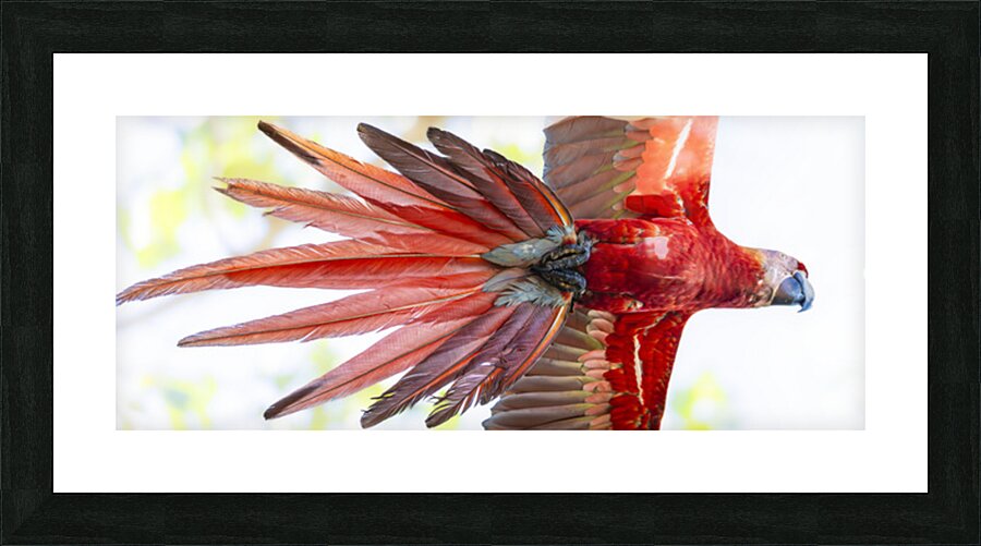 Scarlet Macaw  - GearUp Picture Frame print