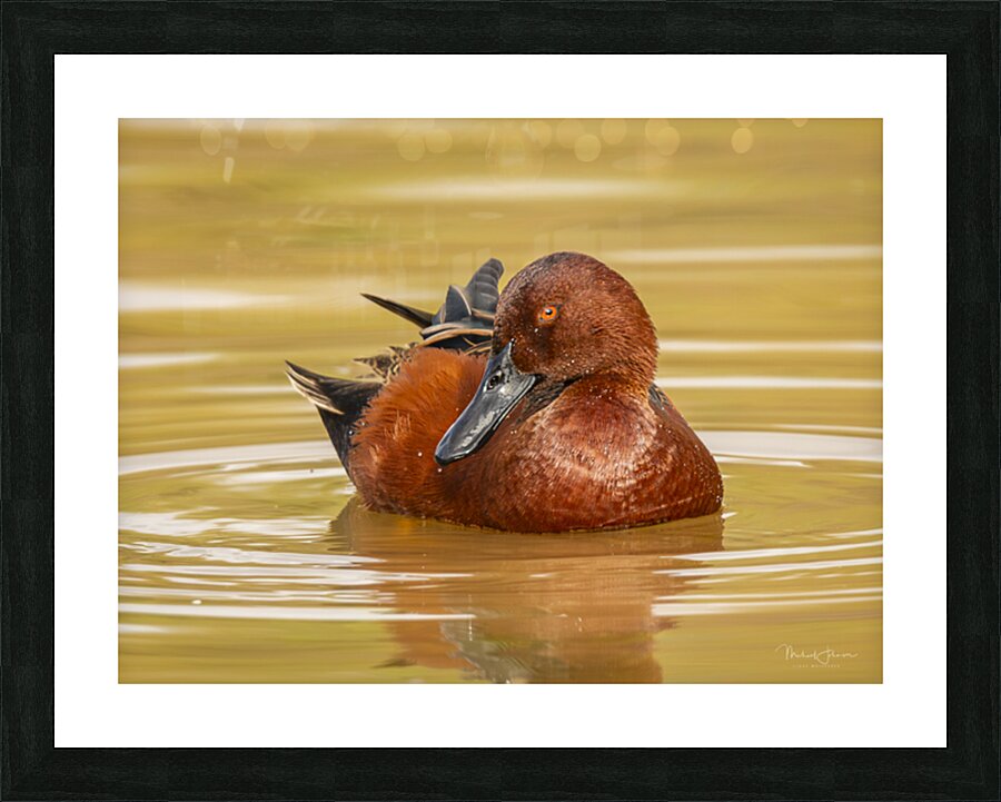 Cinnamon Teal Picture Frame print