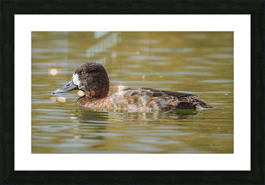 Female Scaup Picture Frame print
