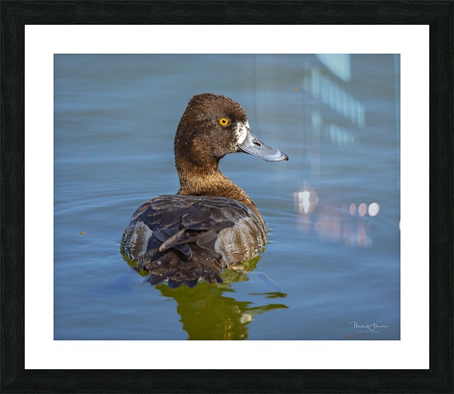 Lesser Scaup Picture Frame print