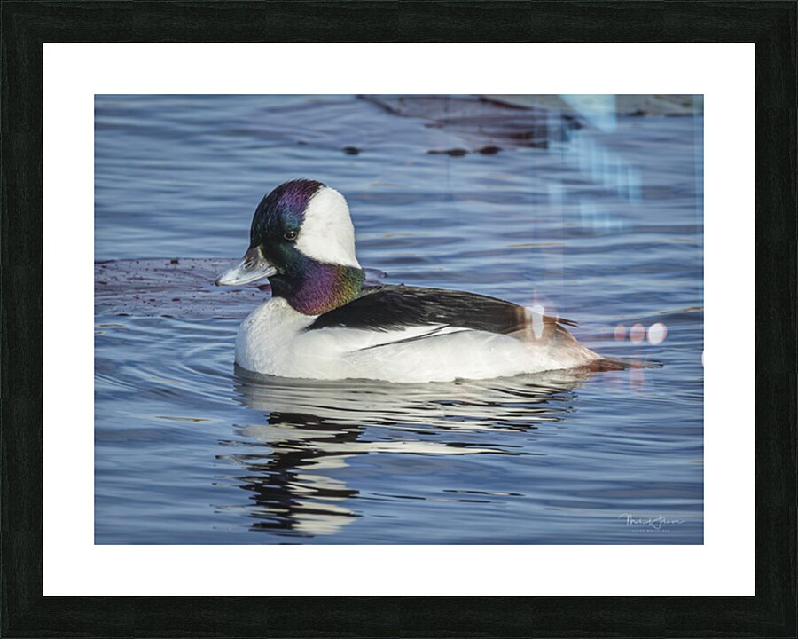 Bufflehead Picture Frame print