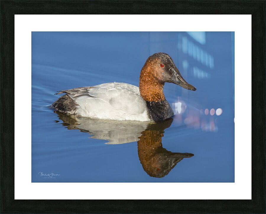Canvasback Duck Picture Frame Printing