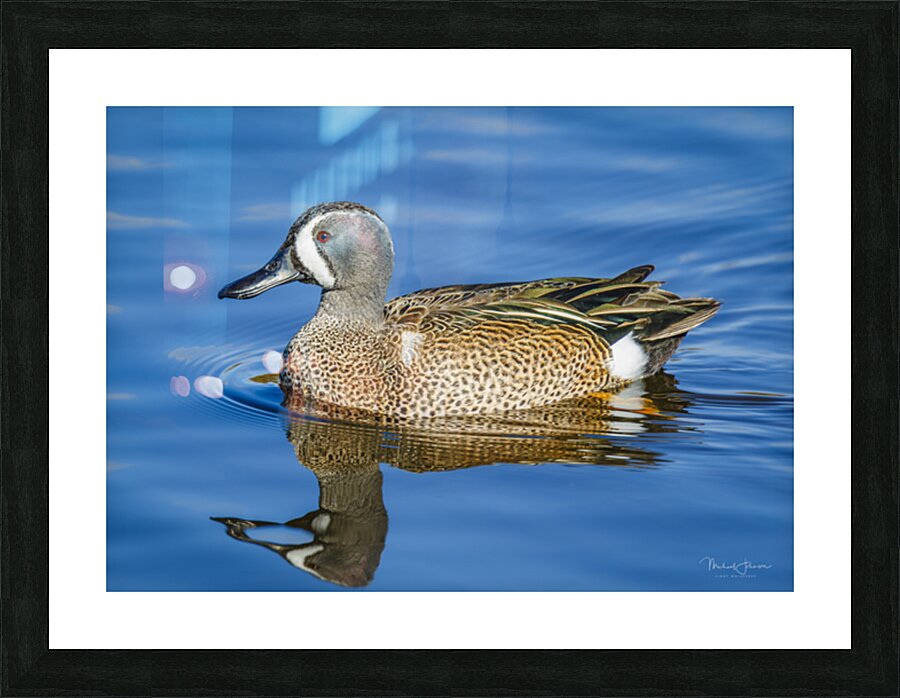 Blue-winged Teal  Picture Frame print