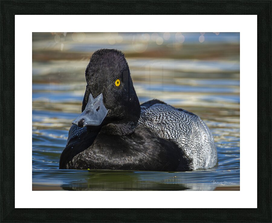 Lesser Scaup Picture Frame Printing