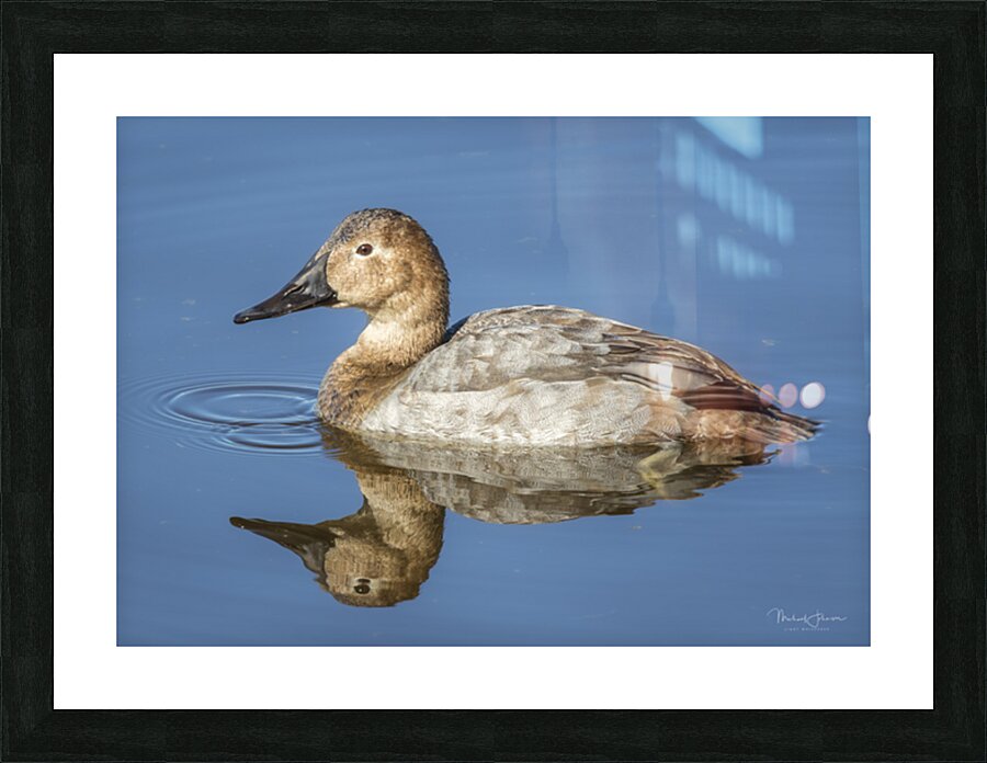 Canvasback Duck Picture Frame print
