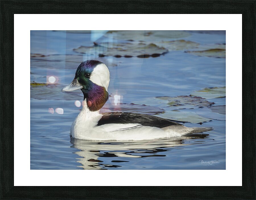 Bufflehead Picture Frame print