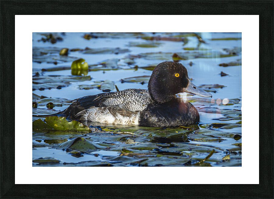 Lesser Scaup Picture Frame print