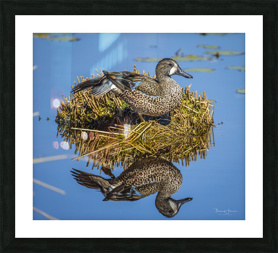 Blue-winged Teal Picture Frame print
